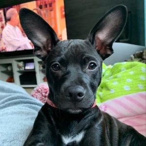 Meet your Posher, Nina